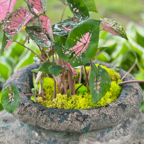 planted cement urn showcasing green preserved moss