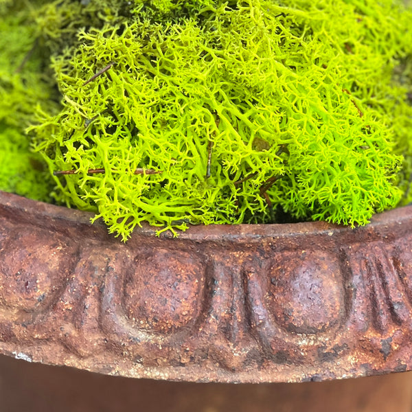 Preserved Reindeer Moss in Grassy Green